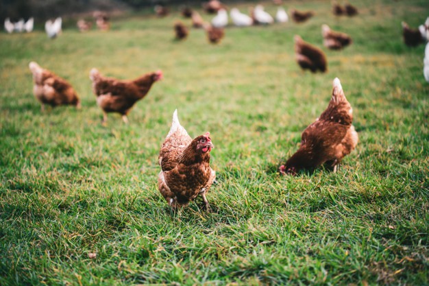 What are the benefits of keeping chickens?